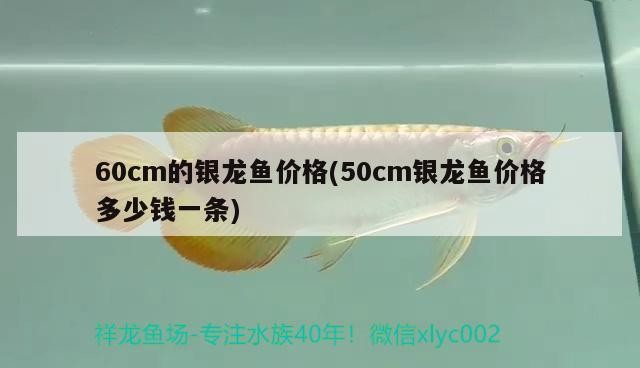 60cm的銀龍魚價格(50cm銀龍魚價格多少錢一條) 60cm的銀龍魚價格(50cm銀龍魚價格多少錢一條) 銀龍魚百科