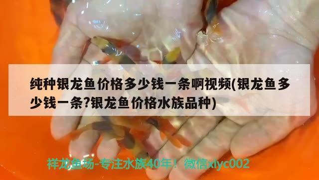 純種銀龍魚價格多少錢一條啊視頻(銀龍魚多少錢一條?銀龍魚價格水族品種)