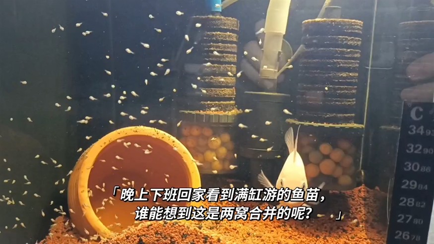 魚苗起飛第二天