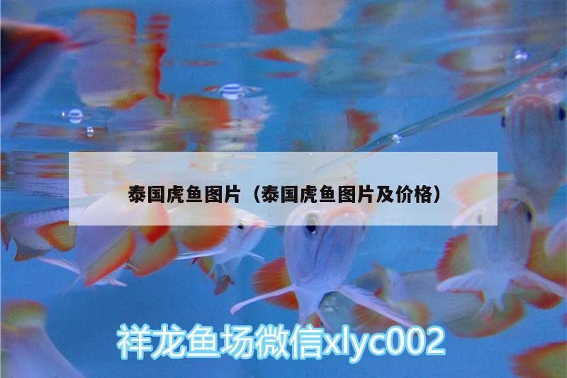 泰國虎魚圖片（泰國虎魚圖片及價格）