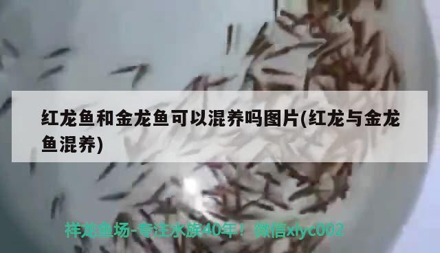 觀賞銀龍魚多少錢一條啊(銀龍魚價格多少錢一條圖片)
