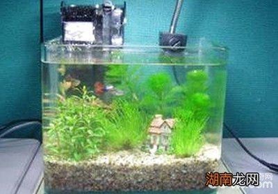 成品魚缸好還是自制魚缸好呢：成品魚缸和自制魚缸的優缺點
