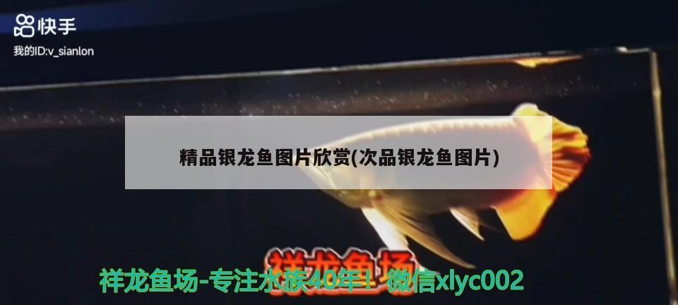 精品銀龍魚圖片欣賞(次品銀龍魚圖片) 精品銀龍魚圖片欣賞(次品銀龍魚圖片) 銀龍魚百科