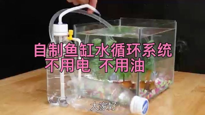 龍魚虎魚水溫多少度適合養(yǎng)殖（龍魚虎魚水溫多少度適合養(yǎng)殖呢） 龍魚虎魚水溫多少度適合養(yǎng)殖（龍魚虎魚水溫多少度適合養(yǎng)殖呢） 虎魚百科
