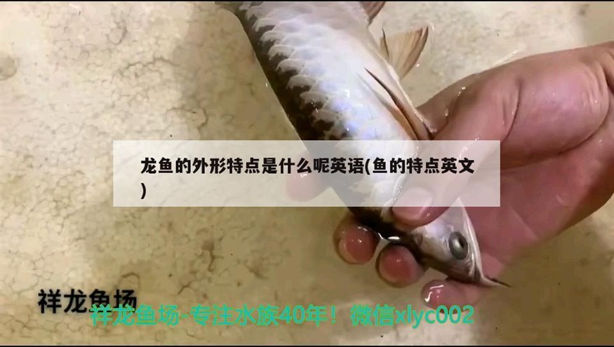 10公分虎魚和40公分龍魚混養可行嗎？（10公分虎魚和40公分龍魚混養可以嗎）