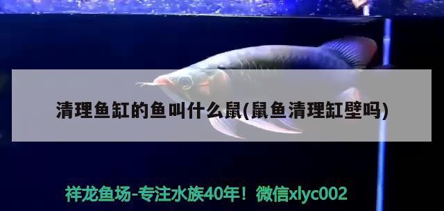 招財牛放在哪個位置好，招財牛放多久見效 招財牛放在哪個位置好，招財牛放多久見效 龍魚百科 第2張