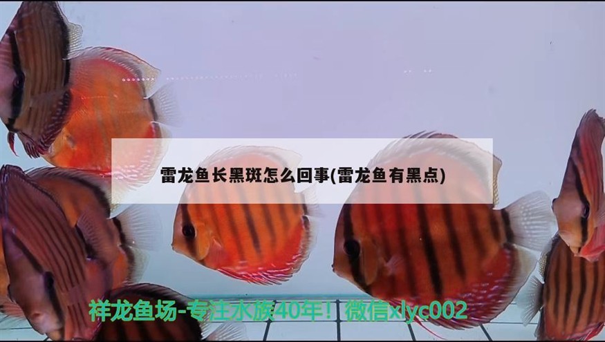 10公分虎魚和40公分龍魚混養可行嗎？（10公分虎魚和40公分龍魚混養可以嗎）