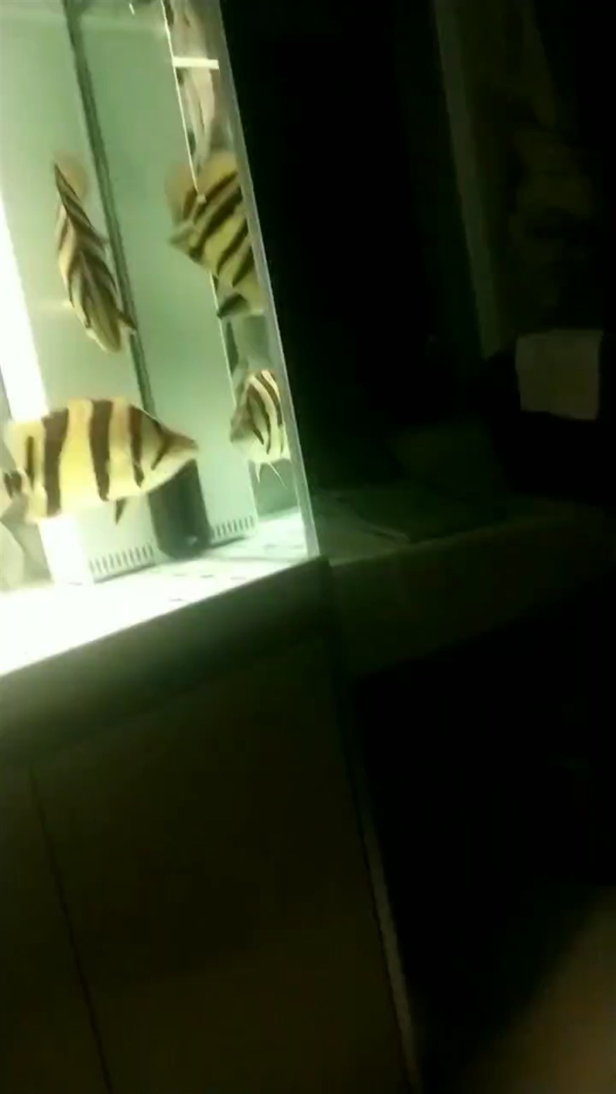 高清虎 高清虎 龍魚論壇