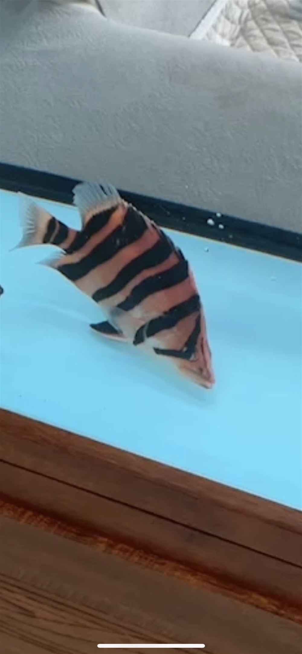 廣州水族批發市場虎魚紅色