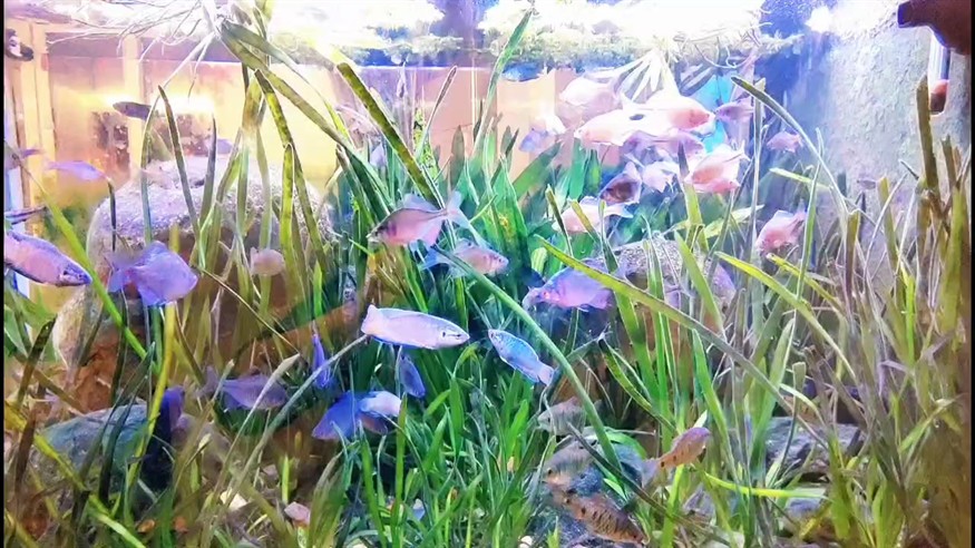 龍魚養(yǎng)幾條風(fēng)水最好：養(yǎng)龍魚10大忌，魚風(fēng)水養(yǎng)魚指南，10大