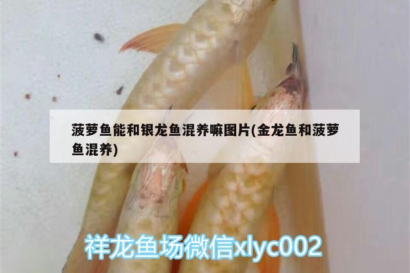 菠蘿魚能和銀龍魚混養嘛圖片(金龍魚和菠蘿魚混養)
