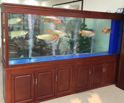 遼源市龍山區花鳥魚休閑廣場熱帶魚林水族養殖坊店（遼源花鳥魚市場在哪里）