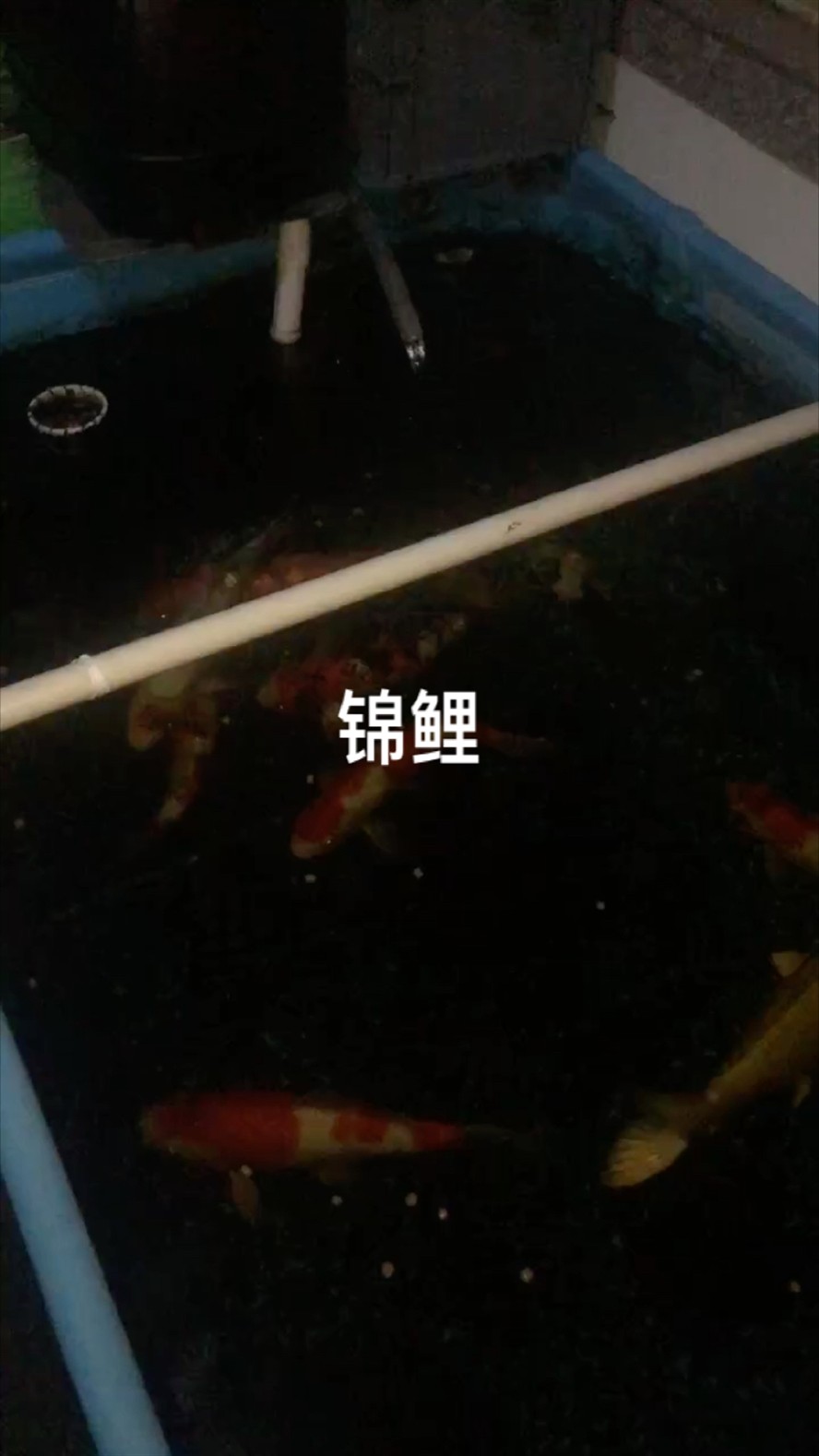 錦鯉游的時候身體彎了 這是什么病？