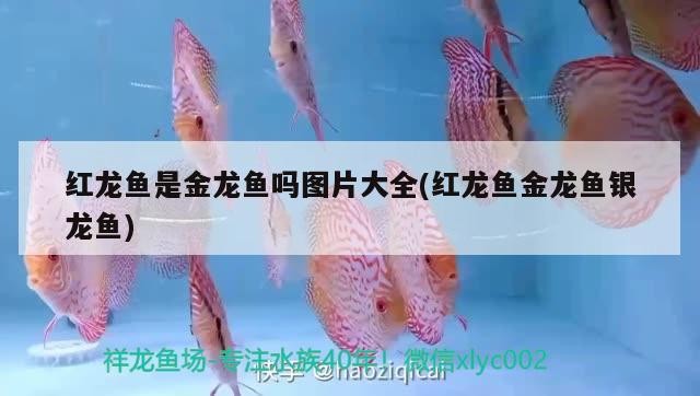 紅頭虎頭蜂的種類及種類介紹，紅頭虎頭虎頭、紅頭虎頭、玉頂虎頭、玉頂虎頭、玉頂虎頭