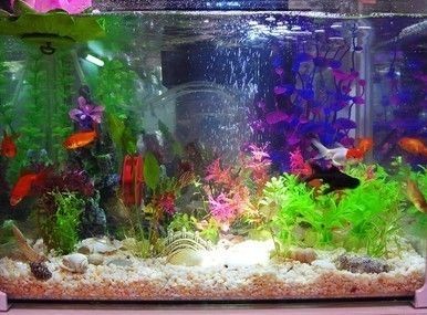 帶蓋子的魚缸改過濾：帶蓋子的魚缸如何改造