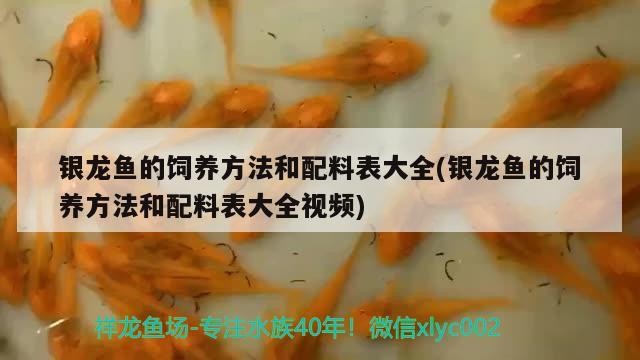 銀龍魚的飼養方法和配料表大全(銀龍魚的飼養方法和配料表大全視頻)
