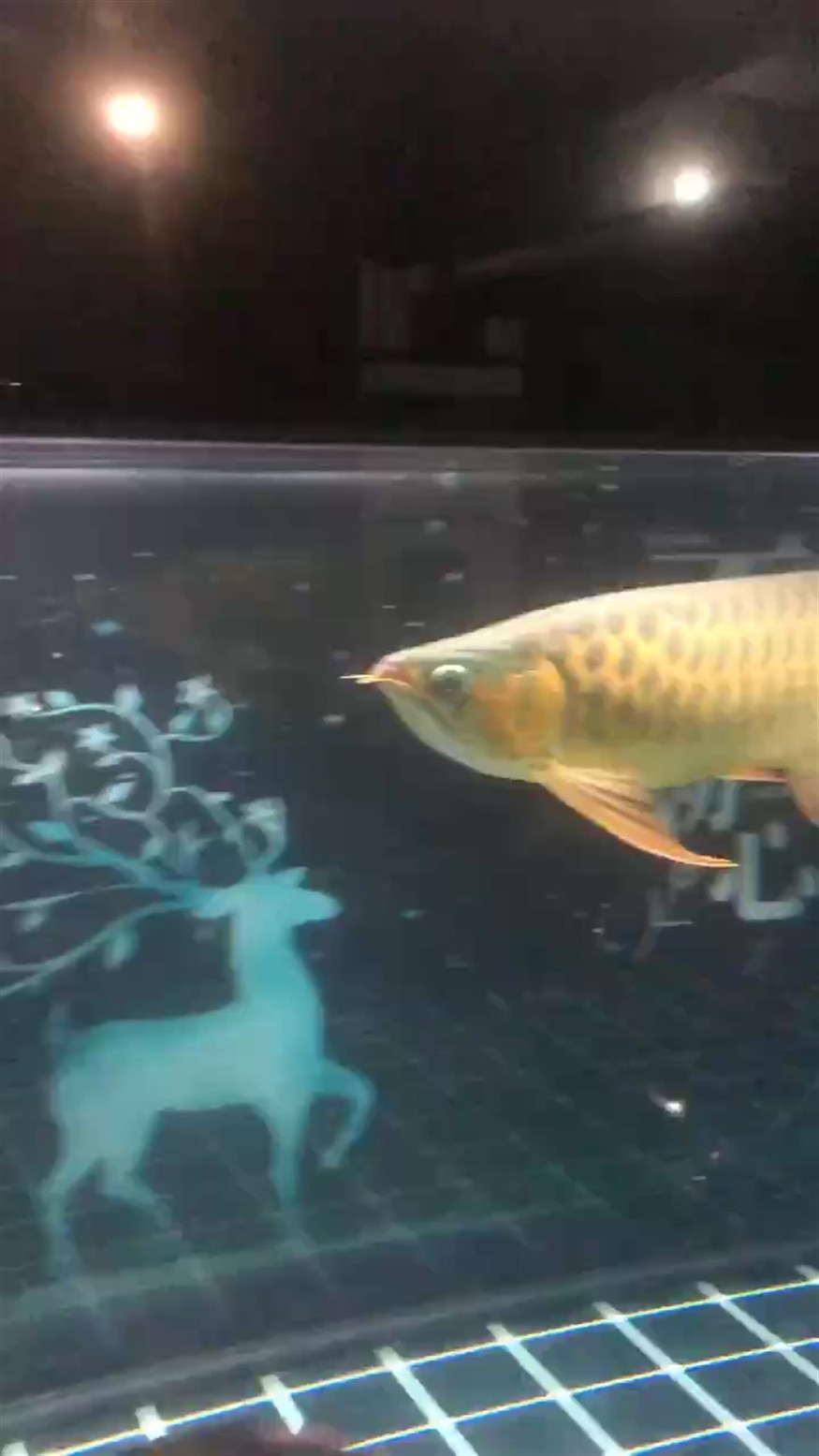 唯一缺點就是尾巴了 唯一缺點就是尾巴了 龍魚論壇
