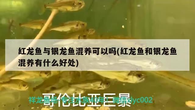 紅龍魚與銀龍魚混養(yǎng)可以嗎(紅龍魚和銀龍魚混養(yǎng)有什么好處)