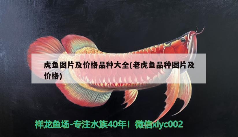 虎魚圖片及價格品種大全(老虎魚品種圖片及價格) 虎魚圖片及價格品種大全(老虎魚品種圖片及價格) 虎魚百科