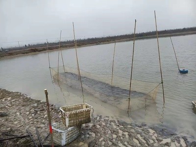 紅龍魚魚苗怎么看品質好不好（紅龍魚魚苗怎么看品質好不好呢）