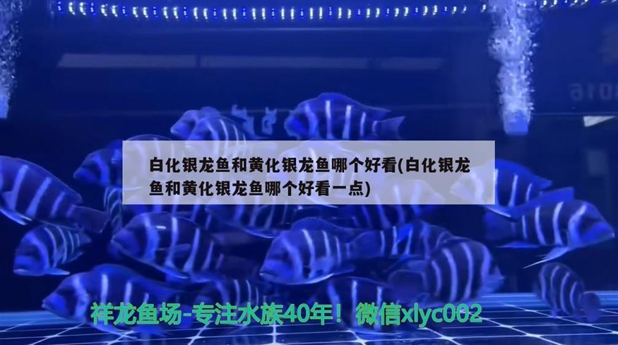 白化銀龍魚和黃化銀龍魚哪個好看(白化銀龍魚和黃化銀龍魚哪個好看一點)