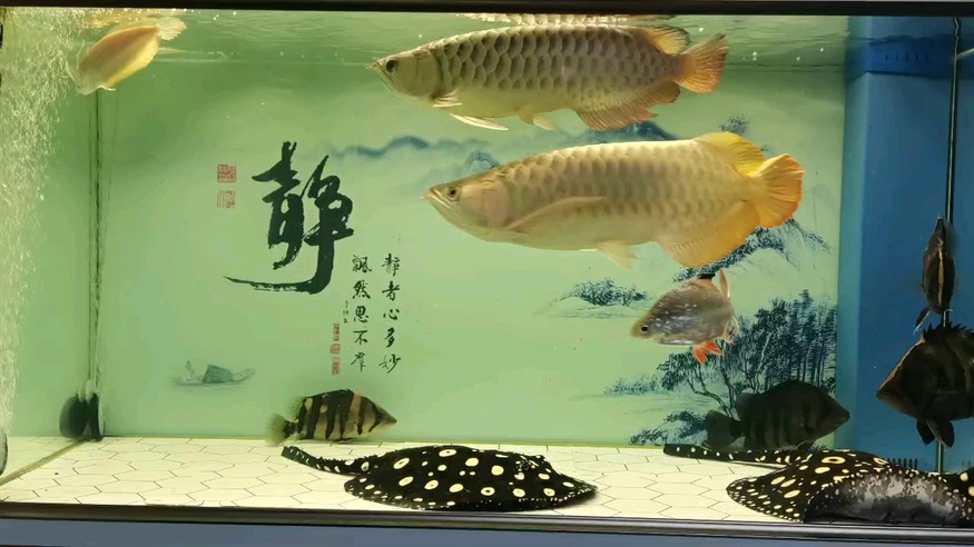 魟魚拒食 魟魚拒食 龍魚論壇