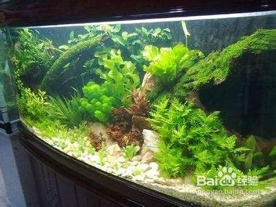 大型魚(yú)缸玻璃厚度:如何選擇魚(yú)缸玻璃厚度