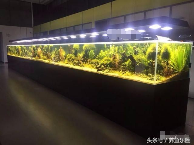 大型魚(yú)缸玻璃厚度:如何選擇魚(yú)缸玻璃厚度