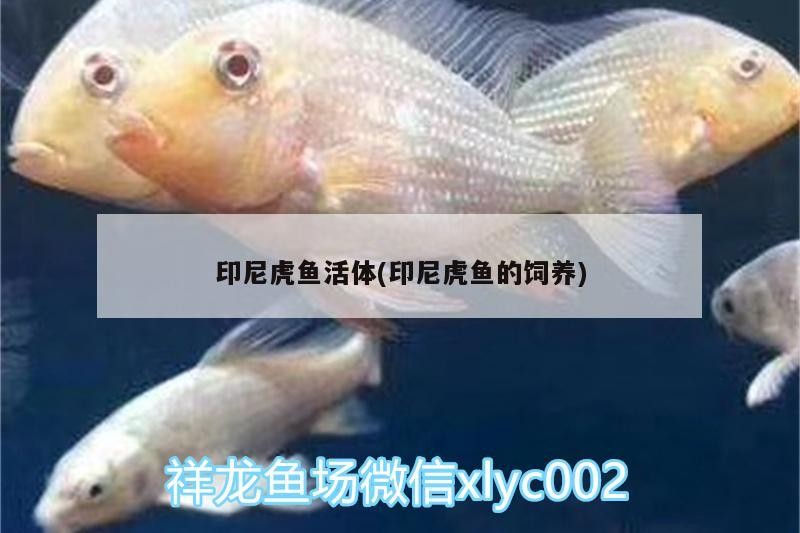 印尼虎魚活體(印尼虎魚的飼養)