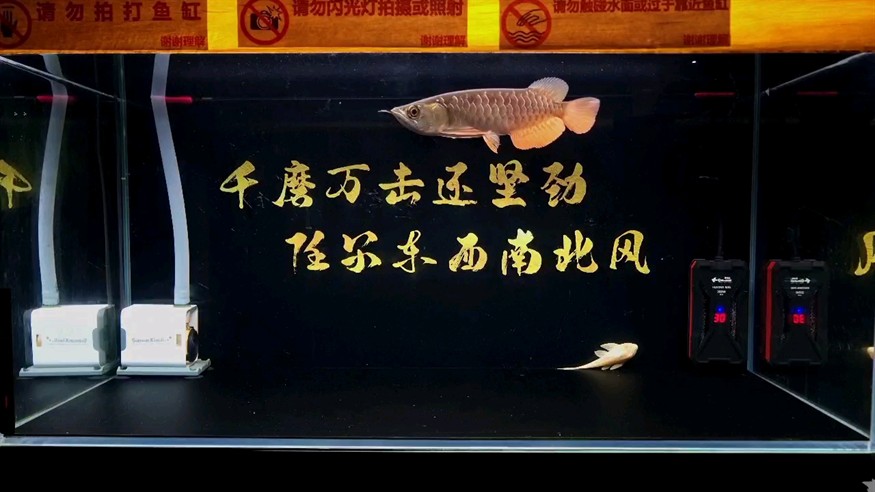 好看，22-23公分左右 好看，22-23公分左右 龍魚論壇