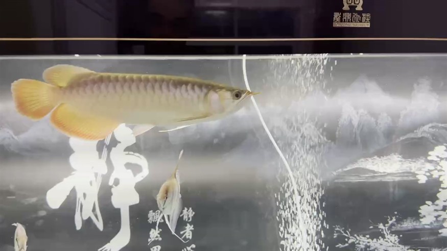 我的虎魚真菌感染了要怎么處理 終于稍微大點(diǎn)了。四個月長了十公分 龍魚論壇 終于稍微大點(diǎn)了。四個月長了十公分 終于稍微大點(diǎn)了。四個月長了十公分 龍魚論壇