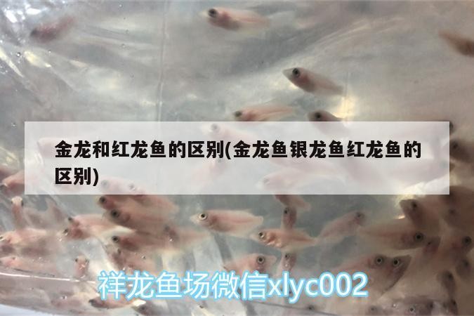金龍和紅龍魚的區(qū)別(金龍魚銀龍魚紅龍魚的區(qū)別) 金龍和紅龍魚的區(qū)別(金龍魚銀龍魚紅龍魚的區(qū)別) 銀龍魚百科