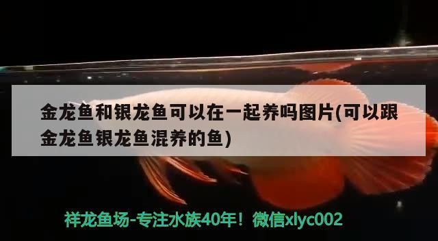 金龍魚和銀龍魚可以在一起養(yǎng)嗎圖片(可以跟金龍魚銀龍魚混養(yǎng)的魚) 金龍魚和銀龍魚可以在一起養(yǎng)嗎圖片(可以跟金龍魚銀龍魚混養(yǎng)的魚) 銀龍魚百科