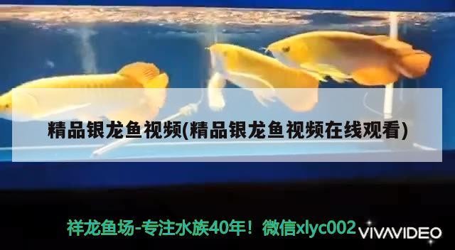 精品銀龍魚視頻(精品銀龍魚視頻在線觀看)