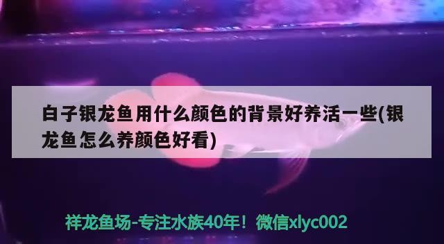 白子銀龍魚用什么顏色的背景好養活一些(銀龍魚怎么養顏色好看)