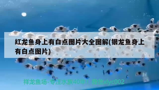 紅龍魚身上有白點圖片大全圖解(銀龍魚身上有白點圖片) 紅龍魚身上有白點圖片大全圖解(銀龍魚身上有白點圖片) 銀龍魚百科