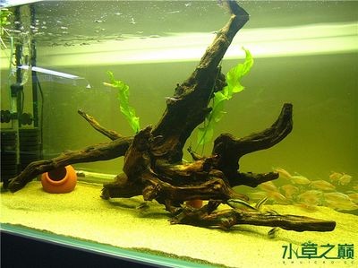 沈陽市大東區興臣水族館（沈陽市大東區興臣水族館地址）