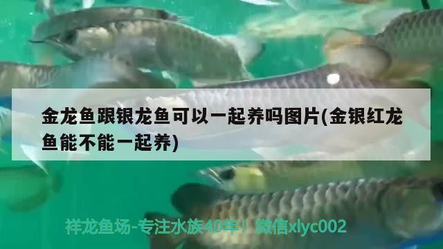 金龍魚跟銀龍魚可以一起養嗎圖片(金銀紅龍魚能不能一起養)