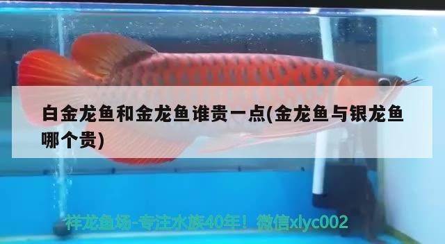 白金龍魚和金龍魚誰貴一點(金龍魚與銀龍魚哪個貴)