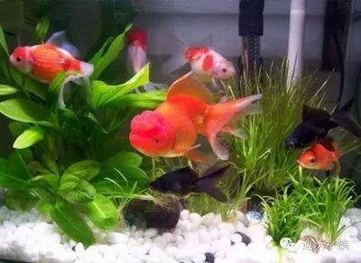 錦鯉能和金龍魚一起養嗎