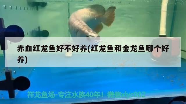 1.2米魚缸銀龍魚能長多大呢(一米的魚缸養銀龍魚能長多大)