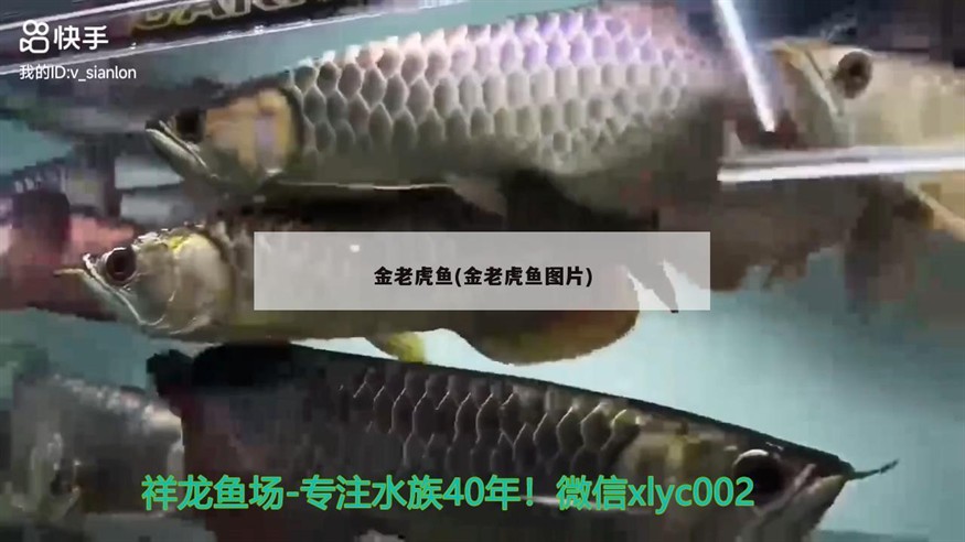 金老虎魚(yú)(金老虎魚(yú)圖片)