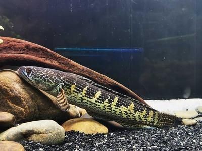 雷龍魚能活多少歲的人，雷龍魚壽命受多種因素影響，