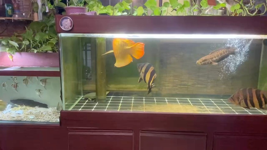 新手養殖戶