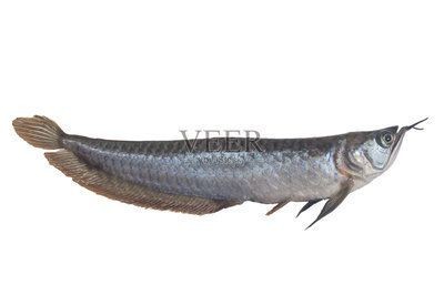 龍魚上色