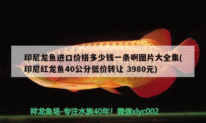 印尼龍魚進口價格多少錢一條啊圖片大全集(印尼紅龍魚40公分低價轉(zhuǎn)讓3980元)