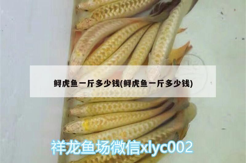 鱘虎魚(yú)一斤多少錢(qián)(鱘虎魚(yú)一斤多少錢(qián))