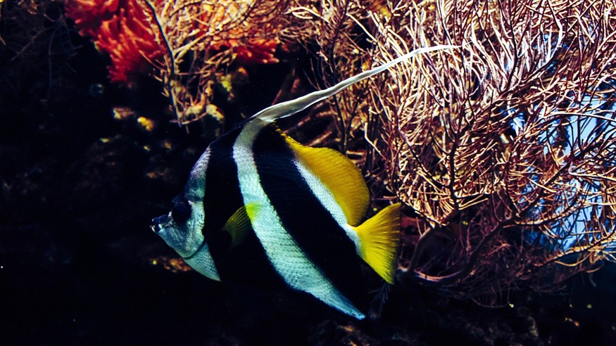 錦江區樂事水族館（錦江區樂事水族館地址）