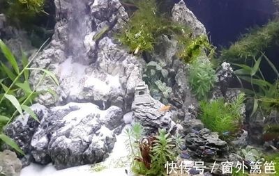 打碎了魚缸：“打碎了魚缸”是關于教育、法律責任、意外處理、意外處理的問題