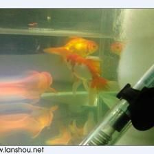 打碎了魚缸：“打碎了魚缸”是關于教育、法律責任、意外處理、意外處理的問題